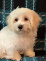 Astro, a male Maltese and Mal Shi for sale in Maynard, MN – 3 of 8