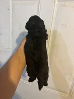 Sammy, a male Maltese and Poodle - Toy  for sale in Maynard, MN – 2 of 3