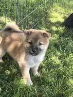 Teddy, a male Shiba Inu for sale in Maynard, MN – 7 of 8