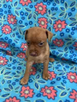Dolly, a female Miniature Pinscher for sale in Maynard, MN – 4 of 4