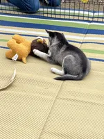 Blu Sky, a female Alaskan Klee Kai for sale in Maynard, MN – 5 of 5