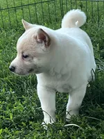 Ollie, a male Shiba Inu for sale in Maynard, MN – 5 of 6