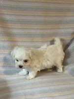 Bella, a female Maltese for sale in Maynard, MN – 6 of 9