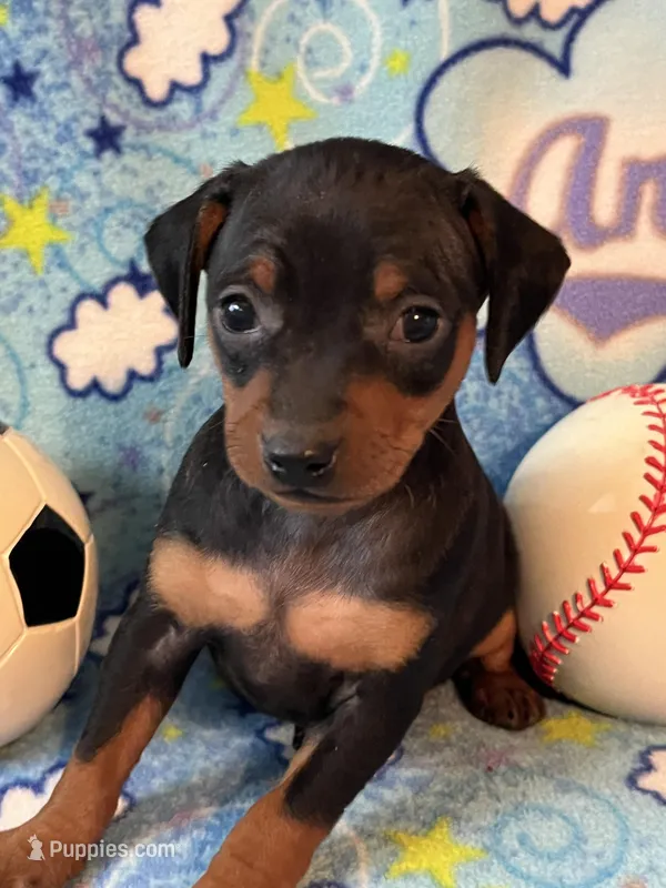 Buddy – Miniature Pinscher puppy for sale in Maynard, MN