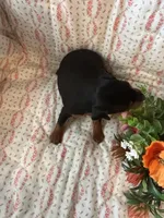 Grace, a female Miniature Pinscher for sale in Maynard, MN – Photo 4 of 6