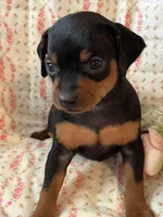 Grace, a female Miniature Pinscher for sale in Maynard, MN – Photo 3 of 6