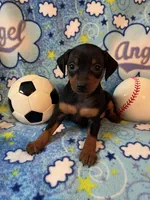 Buddy, a male Miniature Pinscher for sale in Maynard, MN – Photo 3 of 6