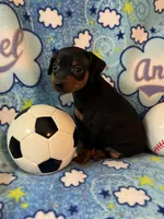 Buddy, a male Miniature Pinscher for sale in Maynard, MN – Photo 2 of 6