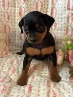Grace, a female Miniature Pinscher for sale in Maynard, MN – Photo 1 of 6