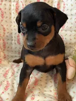 Grace, a female Miniature Pinscher for sale in Maynard, MN – Photo 2 of 6