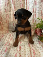 Grace, a female Miniature Pinscher for sale in Maynard, MN – Photo 6 of 6