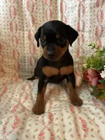 Grace, a female Miniature Pinscher for sale in Maynard, MN – Photo 5 of 6