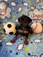 Buddy, a male Miniature Pinscher for sale in Maynard, MN – Photo 6 of 6