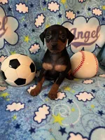 Buddy, a male Miniature Pinscher for sale in Maynard, MN – Photo 4 of 6