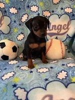Buddy, a male Miniature Pinscher for sale in Maynard, MN – Photo 5 of 6