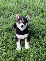 Smokey, a male Shiba Inu for sale in Maynard, MN – 4 of 5