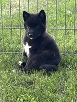 Onyx , a female American Eskimo and Shiba Inu for sale in Maynard, MN – 2 of 6