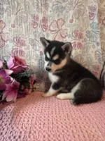 Skylar, a female Alaskan Klee Kai for sale in Maynard, MN – 4 of 10