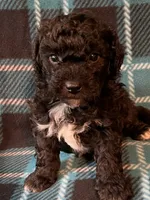 Sammy, a male Shihpoo for sale in Maynard, MN – 3 of 5