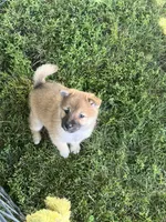 Cuddles, a female Shiba Inu for sale in Maynard, MN – 6 of 7