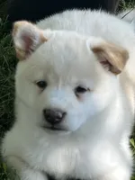 Casper, a male Shiba Inu for sale in Maynard, MN – 2 of 4