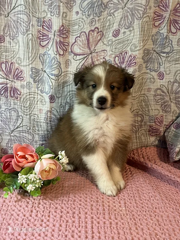 Rosia  – Shetland Sheepdog puppy for sale in Maynard, MN