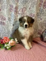 Rosia , a female Shetland Sheepdog for sale in Maynard, MN – 1 of 9