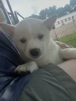 White Rose, a female Shiba Inu for sale in Maynard, MN – 6 of 6