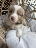 Walter, a male Australian Shepherd for sale in Grants Pass, OR – 3 of 8