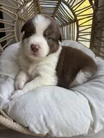 Hunter, a male Australian Shepherd for sale in Grants Pass, OR – 6 of 10
