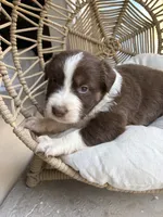 Marisabell, a female Australian Shepherd for sale in Grants Pass, OR – 4 of 6