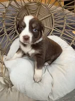 Mary Ann, a female Australian Shepherd for sale in Grants Pass, OR – 7 of 10