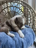 kristoff, a male Australian Shepherd for sale in Grants Pass, OR – Photo 3 of 8