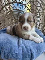 kristoff, a male Australian Shepherd for sale in Grants Pass, OR – Photo 7 of 8