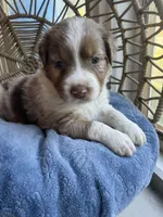 kristoff, a male Australian Shepherd for sale in Grants Pass, OR – Photo 6 of 8