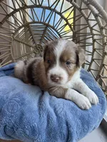kristoff, a male Australian Shepherd for sale in Grants Pass, OR – Photo 4 of 8
