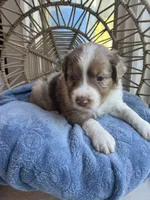 kristoff, a male Australian Shepherd for sale in Grants Pass, OR – Photo 2 of 8
