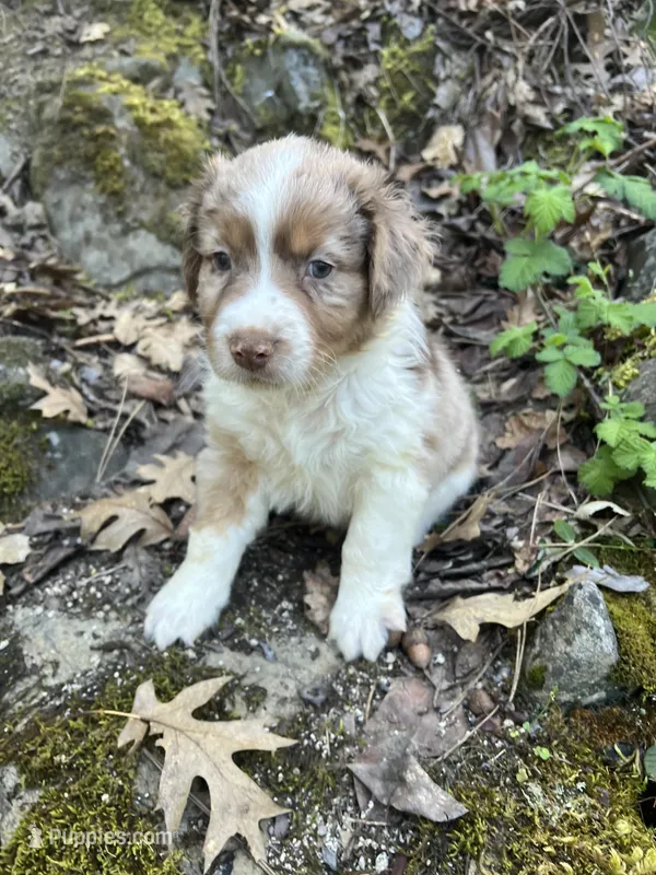kristoff – Australian Shepherd puppy for sale in Grants Pass, OR