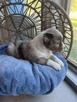kristoff, a male Australian Shepherd for sale in Grants Pass, OR – Photo 5 of 8