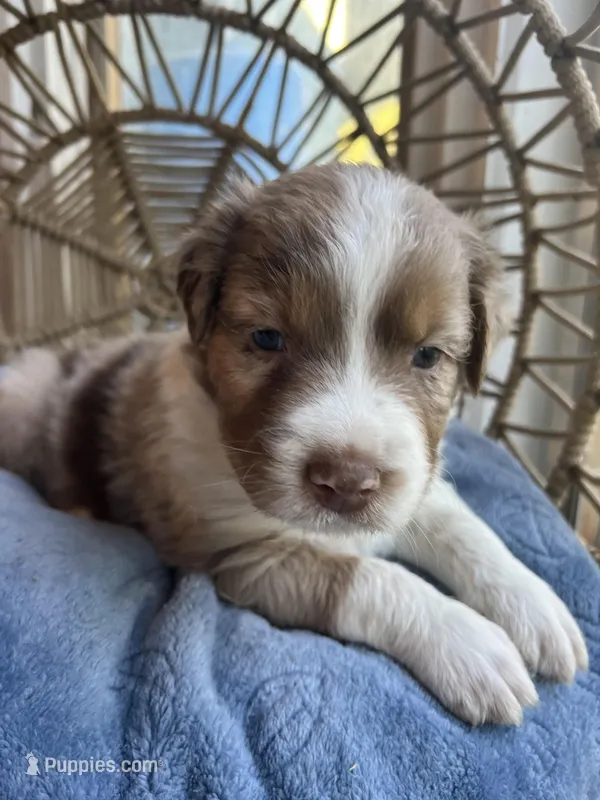 kristoff – Australian Shepherd puppy for sale in Grants Pass, OR