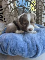 kristoff, a male Australian Shepherd for sale in Grants Pass, OR – Photo 8 of 8