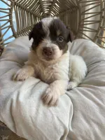 Cash, a male Australian Shepherd for sale in Grants Pass, OR – 3 of 5
