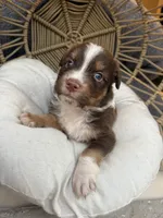 Lilo, a female Australian Shepherd for sale in Grants Pass, OR – 6 of 6