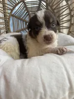 Cash, a male Australian Shepherd for sale in Grants Pass, OR – 5 of 5