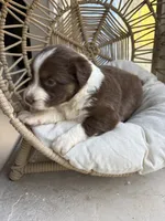 Marisabell, a female Australian Shepherd for sale in Grants Pass, OR – 5 of 6
