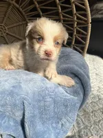 Jeremiah, a male Australian Shepherd for sale in Grants Pass, OR – Photo 2 of 4
