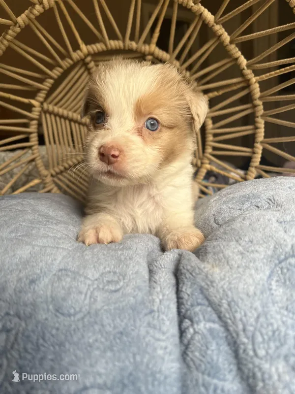 Jeremiah – Australian Shepherd puppy for sale in Grants Pass, OR
