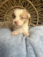Jeremiah, a male Australian Shepherd for sale in Grants Pass, OR – Photo 1 of 4