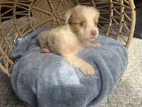 Jeremiah, a male Australian Shepherd for sale in Grants Pass, OR – Photo 4 of 4