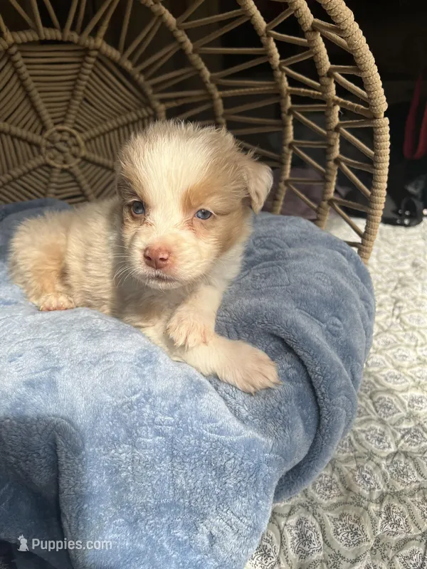 Jeremiah – Australian Shepherd puppy for sale in Grants Pass, OR